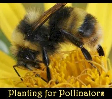 Corks, Investments, and Pollinators
