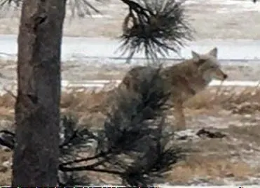 Crime, Coyotes, 14ers, Fish, Trivia, and Music