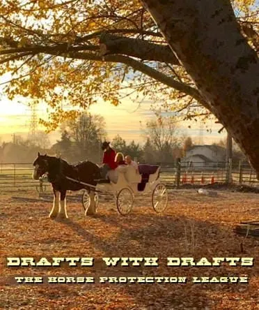 Drafts with Drafts, Golden Gallop, Liquor Licensing, Book Group, History Tickets
