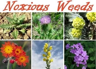Noxious Weeds, Public Square, and Ceratopsians