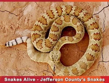 School Funding, Jeffco Snakes, Planning Commission