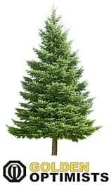 Christmas-Readiness and Future Spending