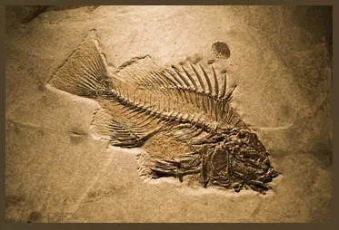 Collecting Fossils, Rocks, and Minerals