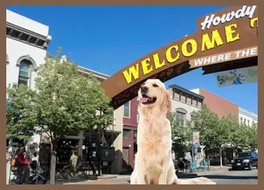 Goldens in Golden