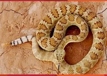 Snakes, Trout, and Free Lawyers