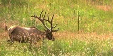 Wildlife, Dinosaurs, and Music Tonight in Golden