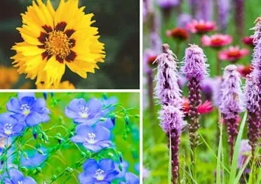 Blooms, Breweries, and Bikes, Councilors and Classic Cars in Golden