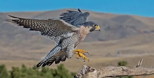 Falcons, Pachycephalosaurs, Socks, and a Long-Gone Building