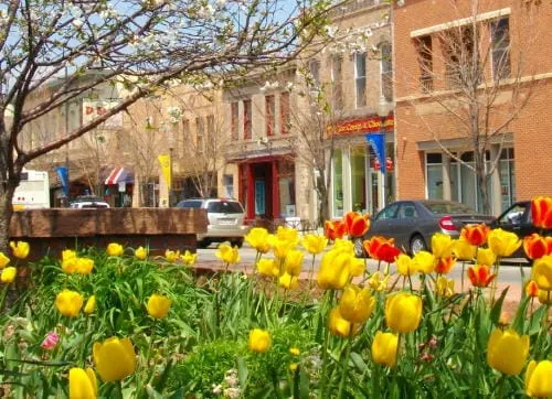 Spring, Virus, Council, and Trashy History