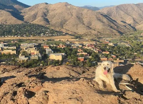 A Cute Dog and a Former Dump