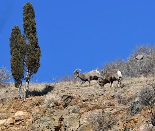 Bighorns and Baptists