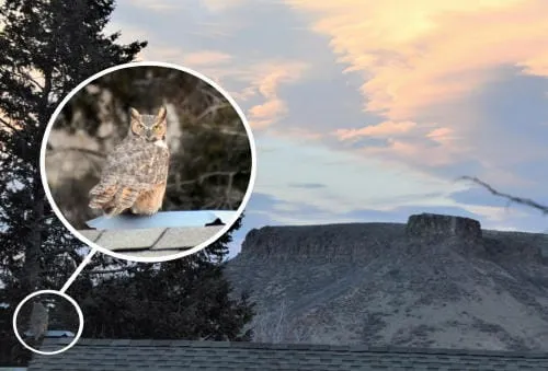 Owls, Films, and the Plunge