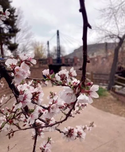 New Growth, More Property, Prime Rib, and Long-Held Secrets