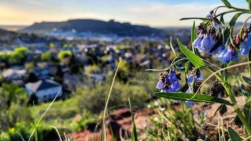 Flora & Fauna, Golden Game Guild, Barbecue, Container Gardening, and a Double Murder
