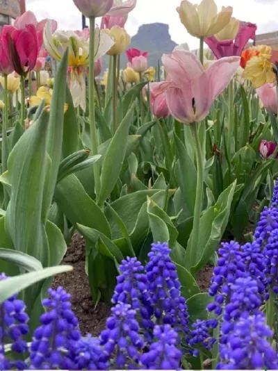 Flowers, Steam, Brunch, Music, and a Very Clean Day in Golden History
