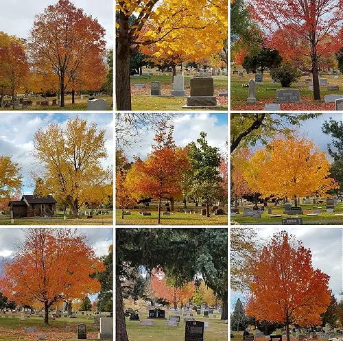 Bag of Books for $8, 1993 Prices at GCB, Elvis Music, and Mischievous Halloweens Past