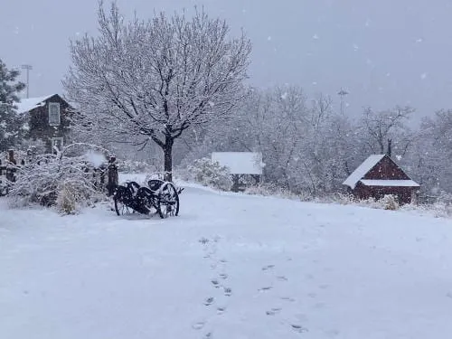 Cold and Snow, CoorsTek Plans, and the Vicissitudes of Horse Rescue