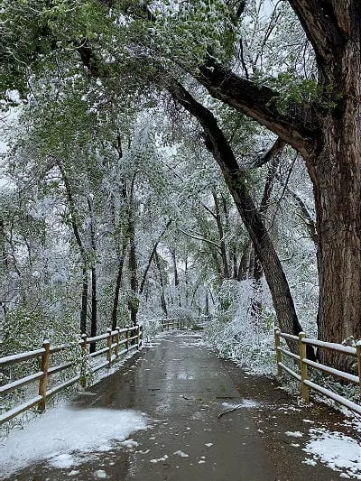 Tree Limbs, Tree Festival, DeLong Park, and the Colorado Central