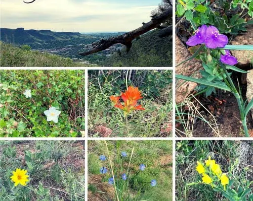 Native Plants X 3 + a Short Drop and a Sudden Stop