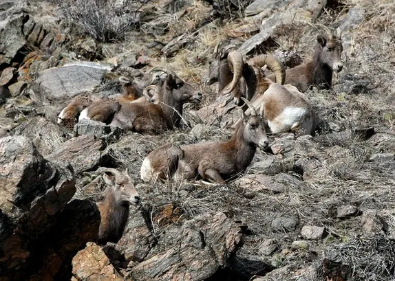 Counting Sheep, Council Retreat, Mystery Minerals, and a Bank Failure