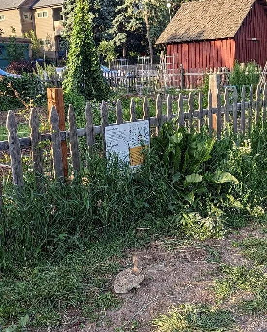 Urban Renewal, Affordable Housing, Pellucid Waters, and Pensile Willows