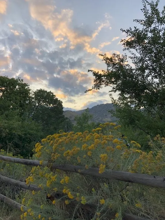 VIBE with the Chamber, Rattlesnakes, Outsourcing Parking Tickets, Hiring a City Attorney, and Celebrating the Civic Foundation