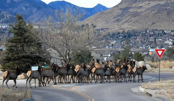 Law-Abiding Elk, Winter Solstice, and the Scandalous Tale of “A Certain Golden Lady”