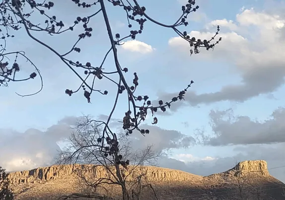 gray clouds scuttle across a pale blue sky - South Table Mountain in the background, budding tree limb in foreground