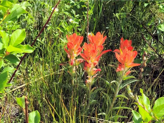 What's Blooming Along Golden's Trails? Wholeleaf Indian Paintbrush