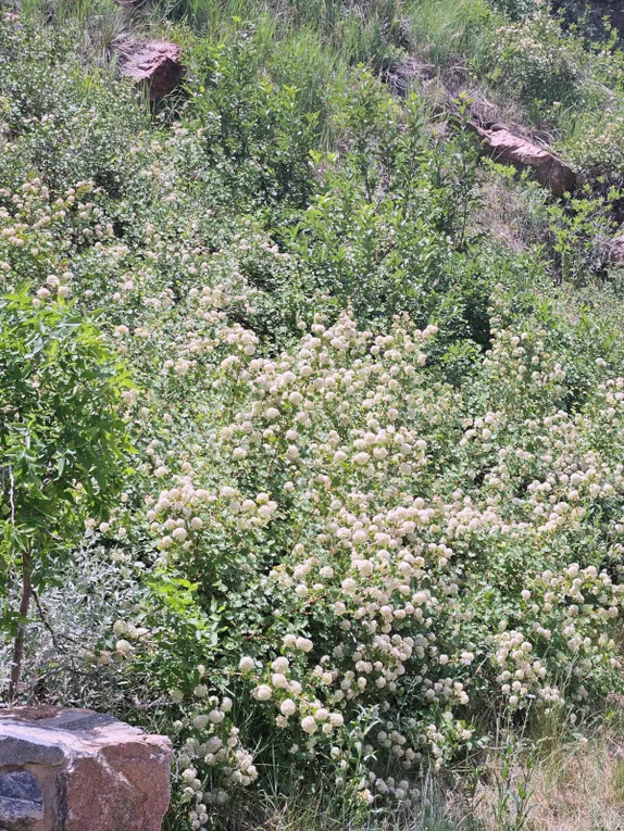 8:30AM Senior Wildflower Walk along Clear Creek
