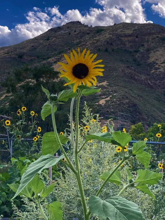 What's Happening in Golden - Wednesday, Jul. 31st, 2024