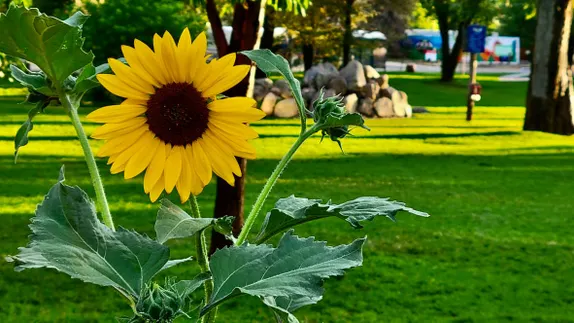 What's Happening in Golden - Tuesday, Jul. 2nd, 2024