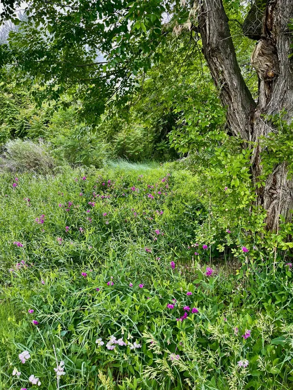 What's Happening in Golden - Wednesday, Jul. 17th, 2024