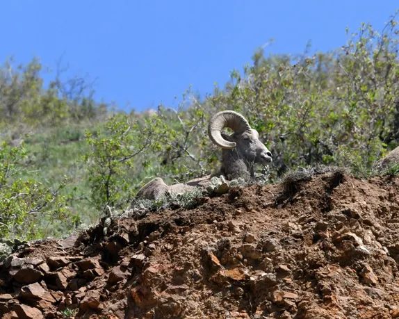 big horn sheep, resting on a hillside