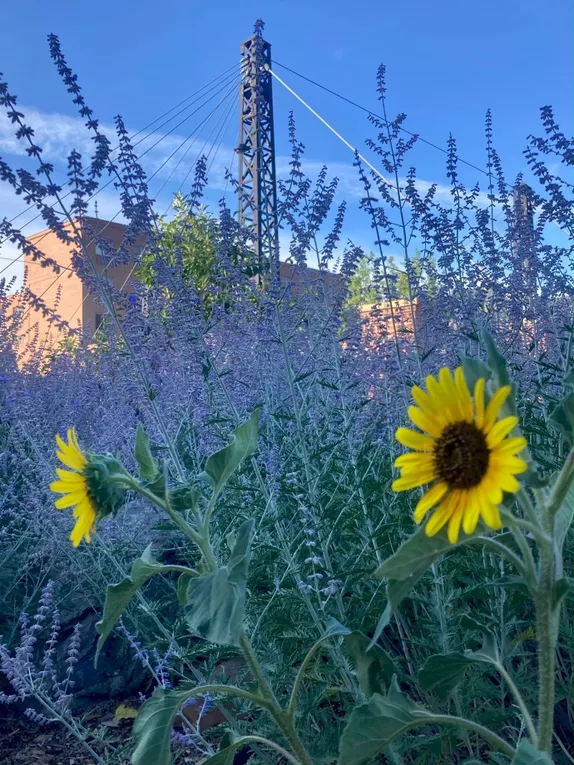 What's Happening in Golden - Thursday, Aug. 8th, 2024