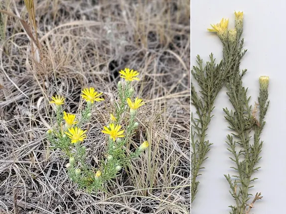 What is in Bloom Along Golden’s Trails?  Spiny Goldenweed!