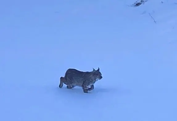 Bobcat on the Water Supply Pond