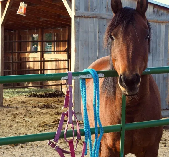 The Vicissitudes of Horse Rescue