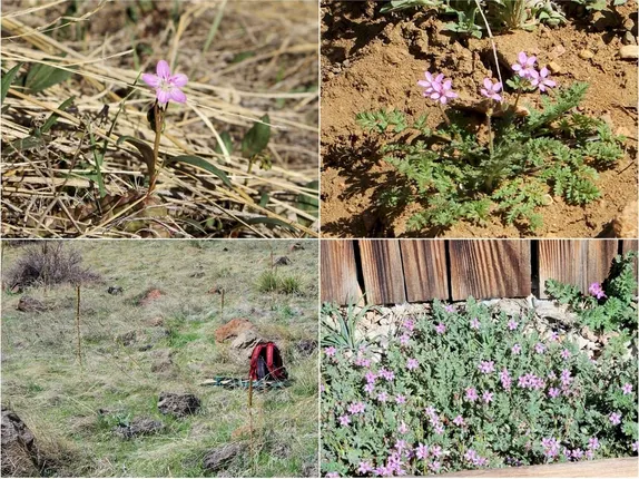 What’s Blooming Along Golden’s Trails? Rocky Mountain Spring Beauty and Hemlock-leav’d Crane’s-bill
