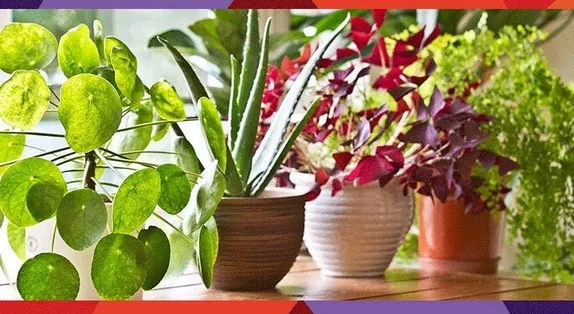 1-5PM Adopt a Houseplant @ Golden Library