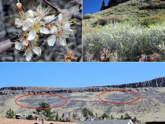 What's in bloom along Golden’s Trails?  American plum!