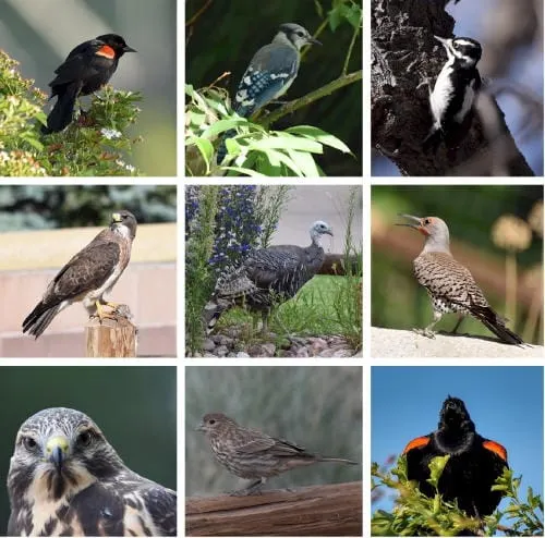 8AM Bird Watching Walk in Kinney Run @ Kinney Run Trail