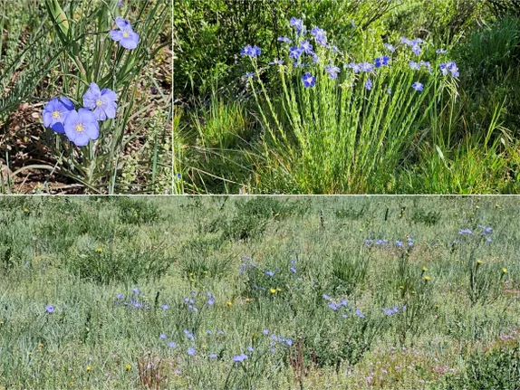 What’s blooming along Golden’s Trails? Blue flax!