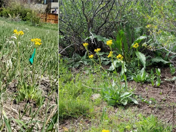 What’s Blooming Along Golden’s Trails? Columbia Ragwort!