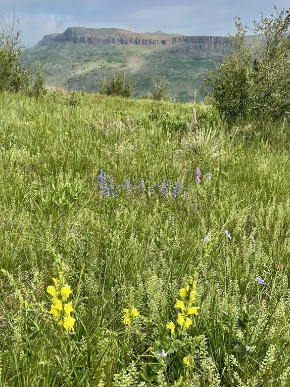 What's Happening in Golden - Wednesday, May. 28th, 2025