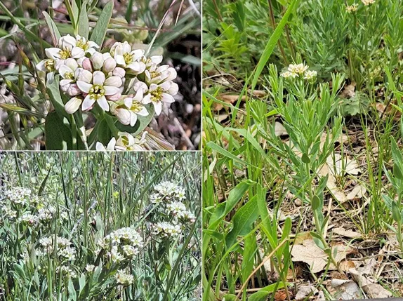 What’s Blooming Along Golden’s Trails? Pale Bastard Toadflax!