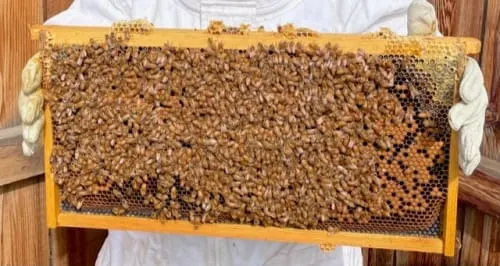 2-3:30PM Beekeeping 101 @ Jefferson County Fairgrounds