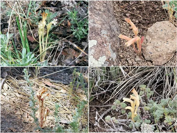 What’s in Bloom Along Golden’s Trails? Clustered Broomrape!
