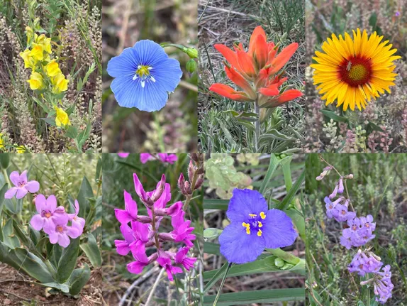 What's Blooming on Schweich Hill?