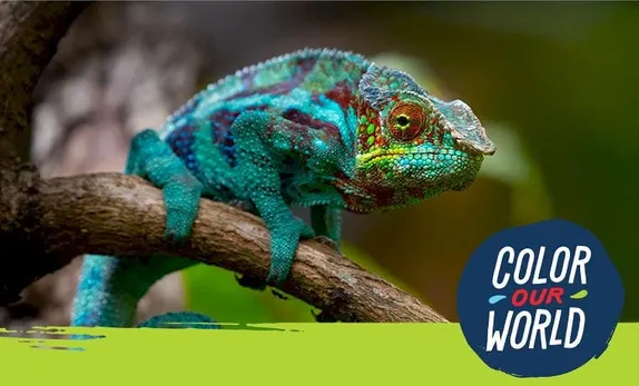 2-3PM Nature's Educators: Camouflage @ Golden Library